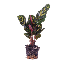 Calathea Makoyana