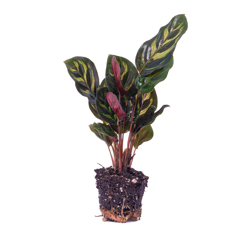 Calathea Makoyana