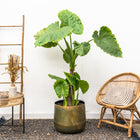 Alocasia Portodora enkele stam