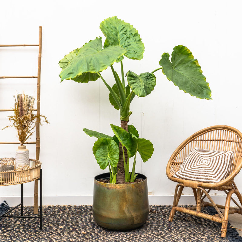 Alocasia Portodora enkele stam