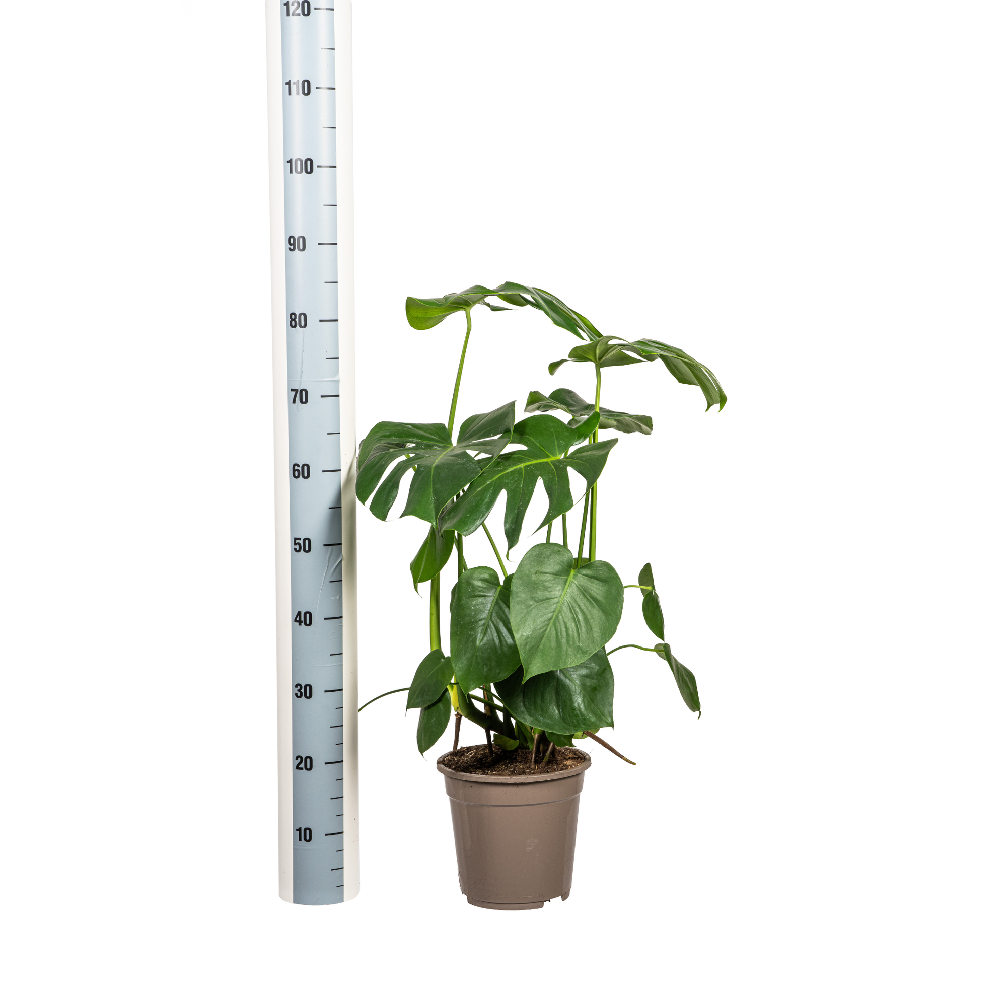 Monstera Deliciosa Tauerii met mand