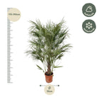 Chamaerops Humilis struik