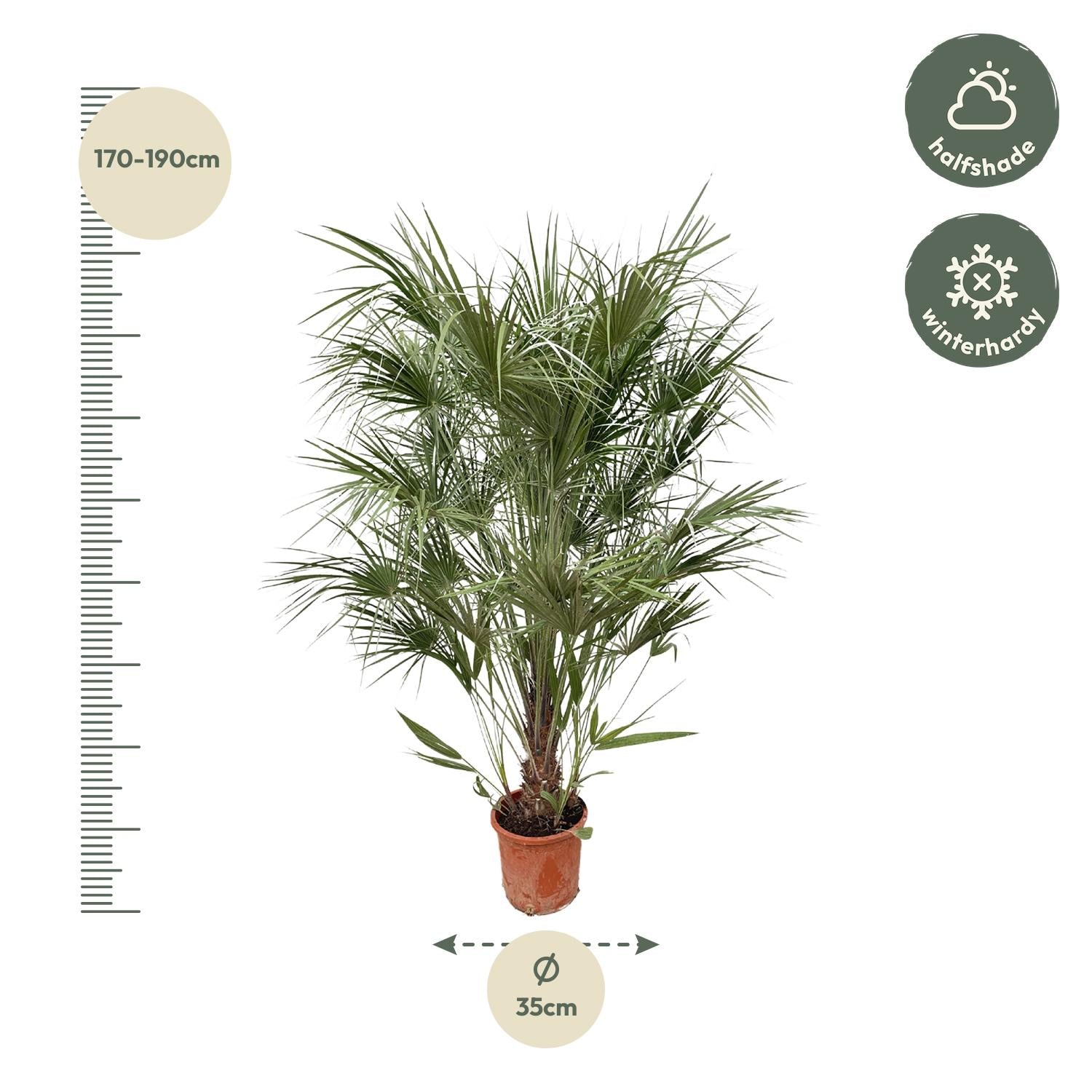 Chamaerops Humilis struik