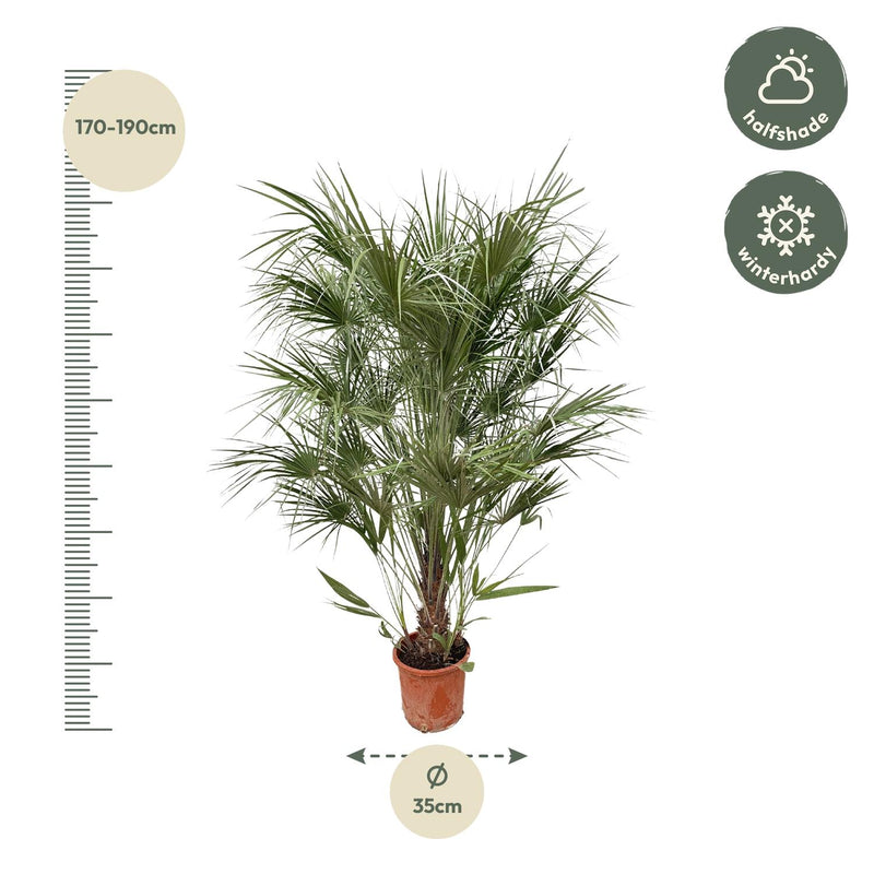 Chamaerops Humilis struik