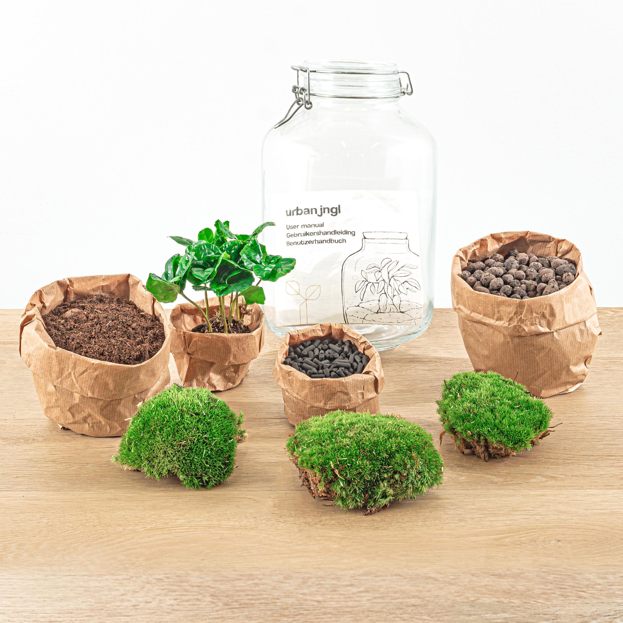 Coffea Arabica Terrarium Jar
