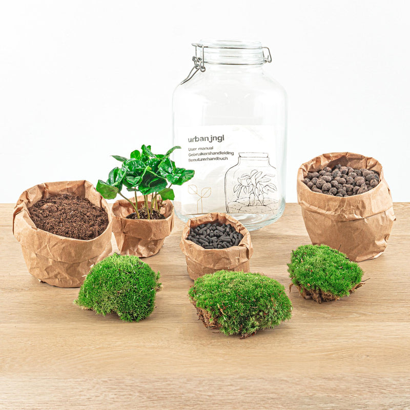 Coffea Arabica Terrarium Jar