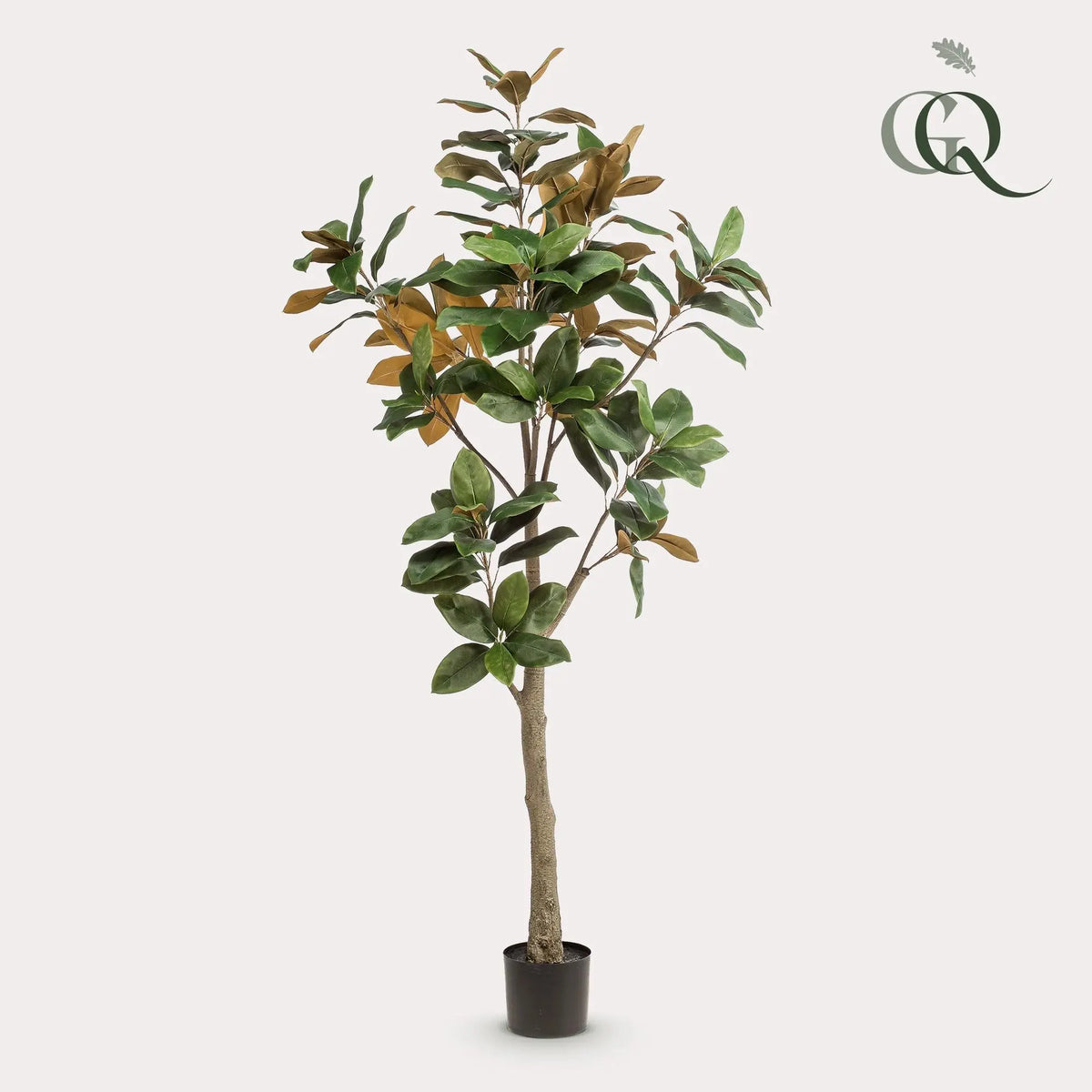 Kunst Magnolia Grandiflora Everspring