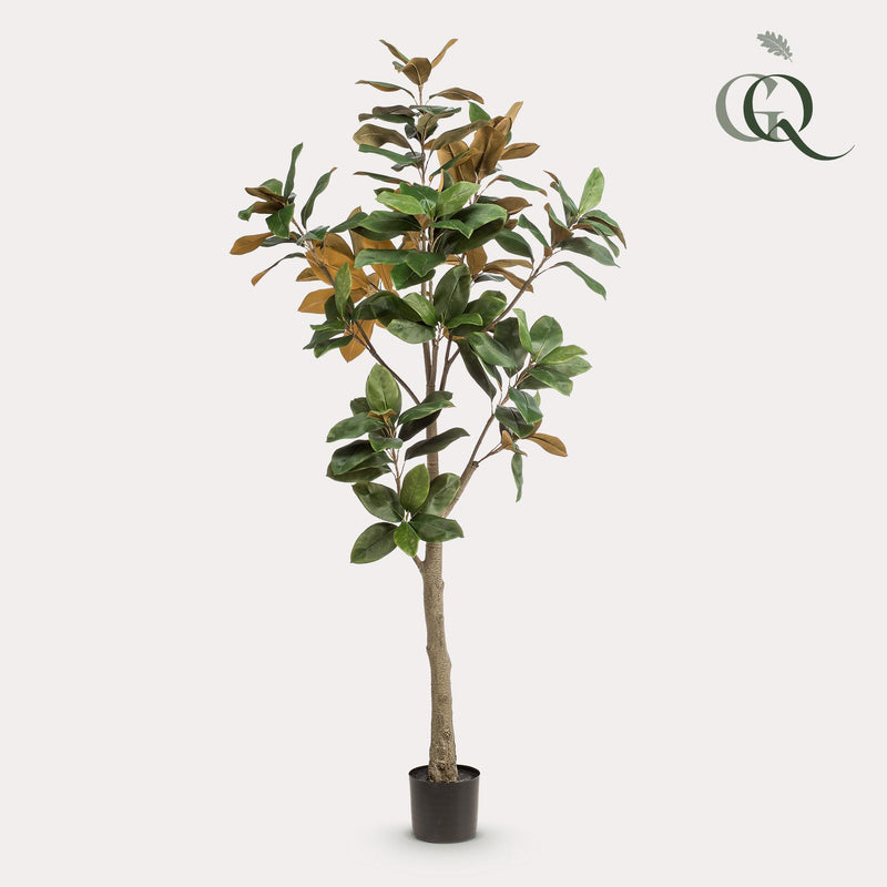 Kunst Magnolia Grandiflora