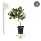 Citrus Pompelmo