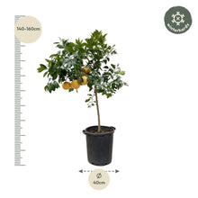 Citrus Pompelmo