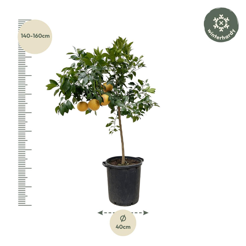 Citrus Pompelmo
