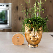 Melodiez music box - Hout Everspring