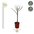 Ficus Carica op stam