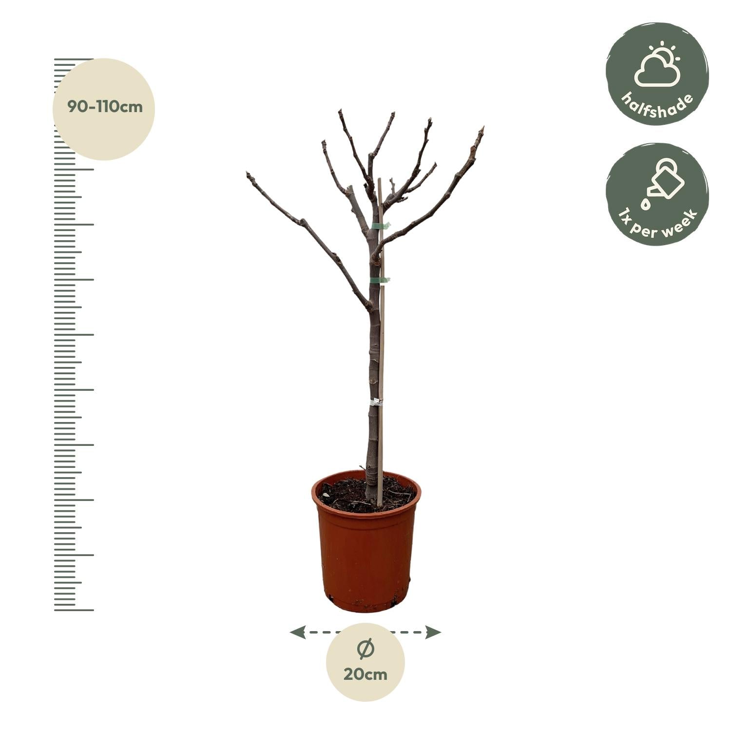 Ficus Carica op stam