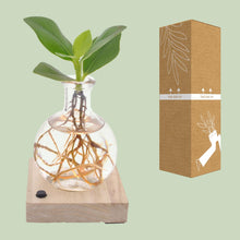 Clusia in Samoa Glas + LED