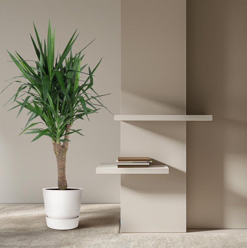 Yucca Elephantipe vertakt