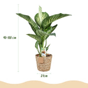 Diefenbachia Tropic Snow – Inclusief Mand Everspring