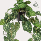 Anthurium Clarinervium Kunstplant (Aderplant) Everspring