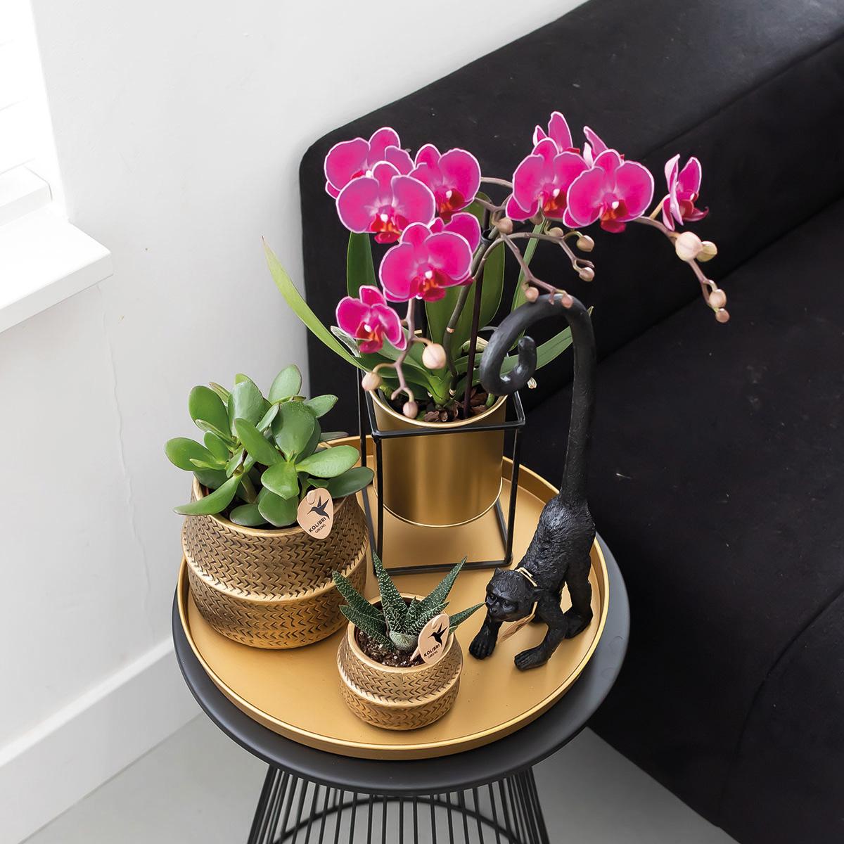 2× Phalaenopsis Morelia paars