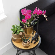 2× Phalaenopsis Morelia paars Everspring