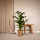 Areca palm - Ø19cm - ↕85cm Everspring