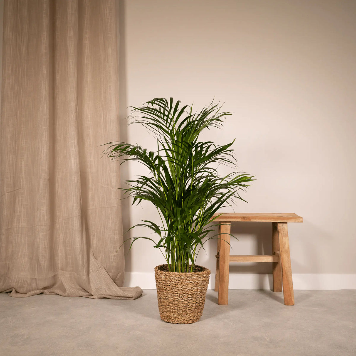 Areca palm - Ø19cm - ↕85cm Everspring