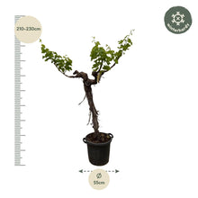 Druivenboom (Vitis Vinifera) stam vertakt