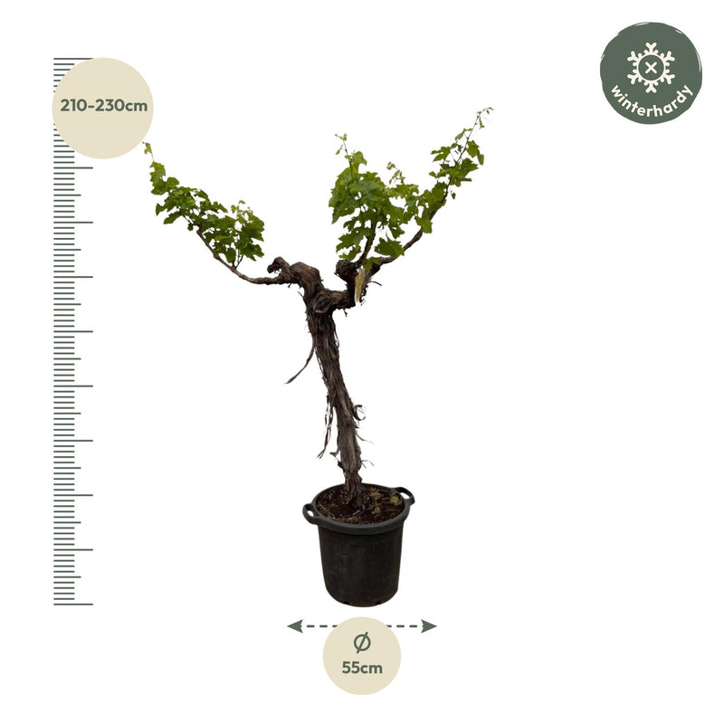 Druivenboom (Vitis Vinifera) stam vertakt