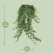 Hedera Helix ‘Pitsburg’ – Hang / XXL Everspring