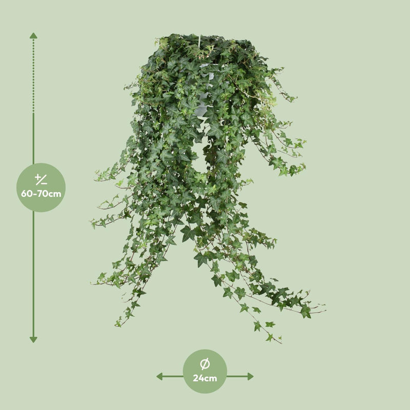 Hedera Helix ‘Pitsburg’ – Hang / XXL