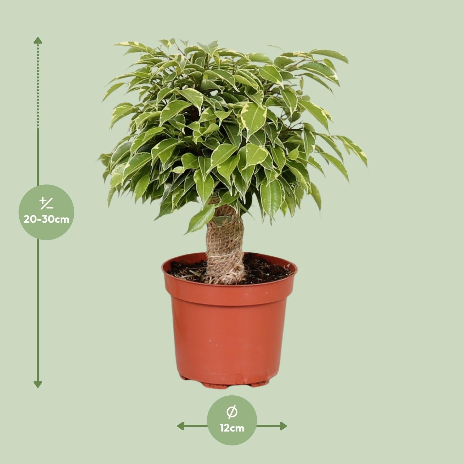 Ficus Benjamina ‘Kinky’