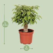 Ficus Benjamina ‘Kinky’