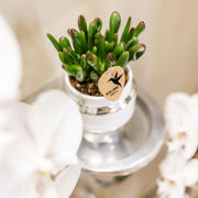 Succulenten set in Le Chic zilver – set van 2