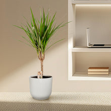 Dracaena Marginata