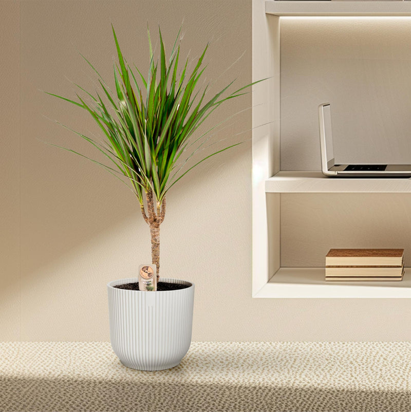 Dracaena Marginata