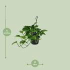 Scindapsus (Epipremnum) Everspring