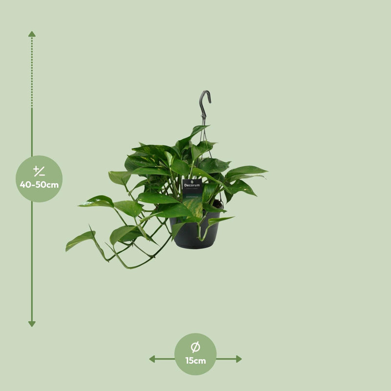 Scindapsus (Epipremnum)