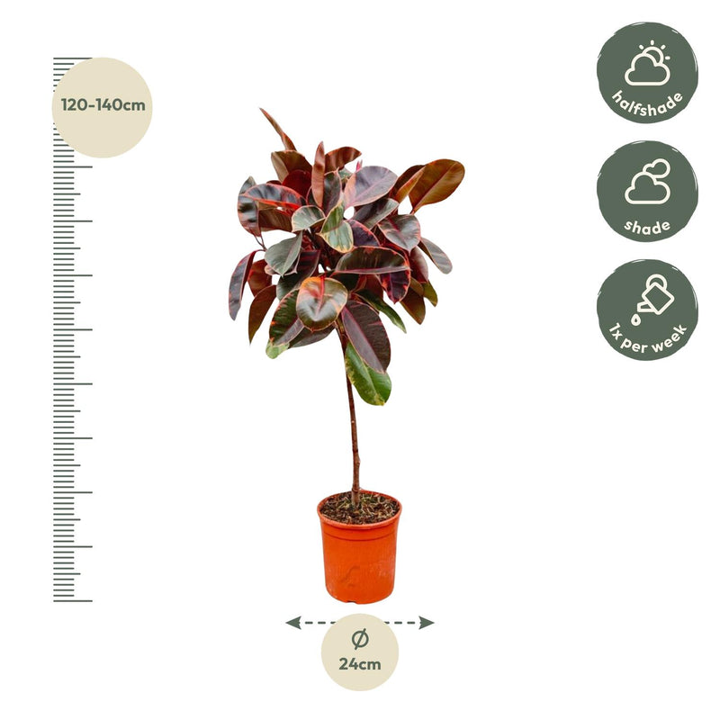 Ficus Elastica Belize op stam