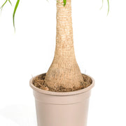 Beaucarnea Recurvata stam met mand Everspring