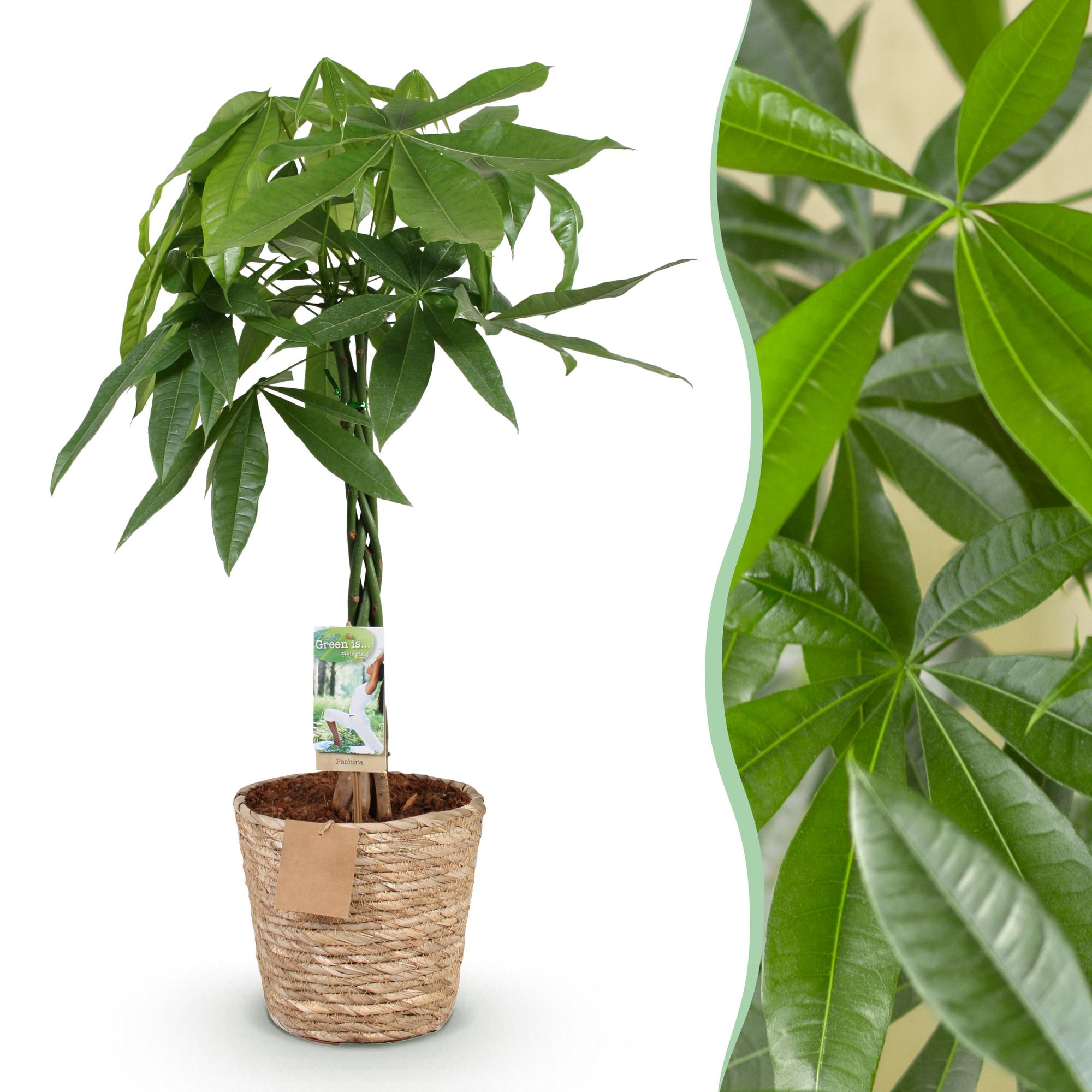 Pachira Aquatica Gevlochten Stam – Inclusief Mand