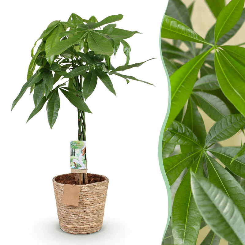 Pachira Aquatica Gevlochten Stam – Inclusief Mand