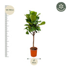 Ficus Lyrata boom