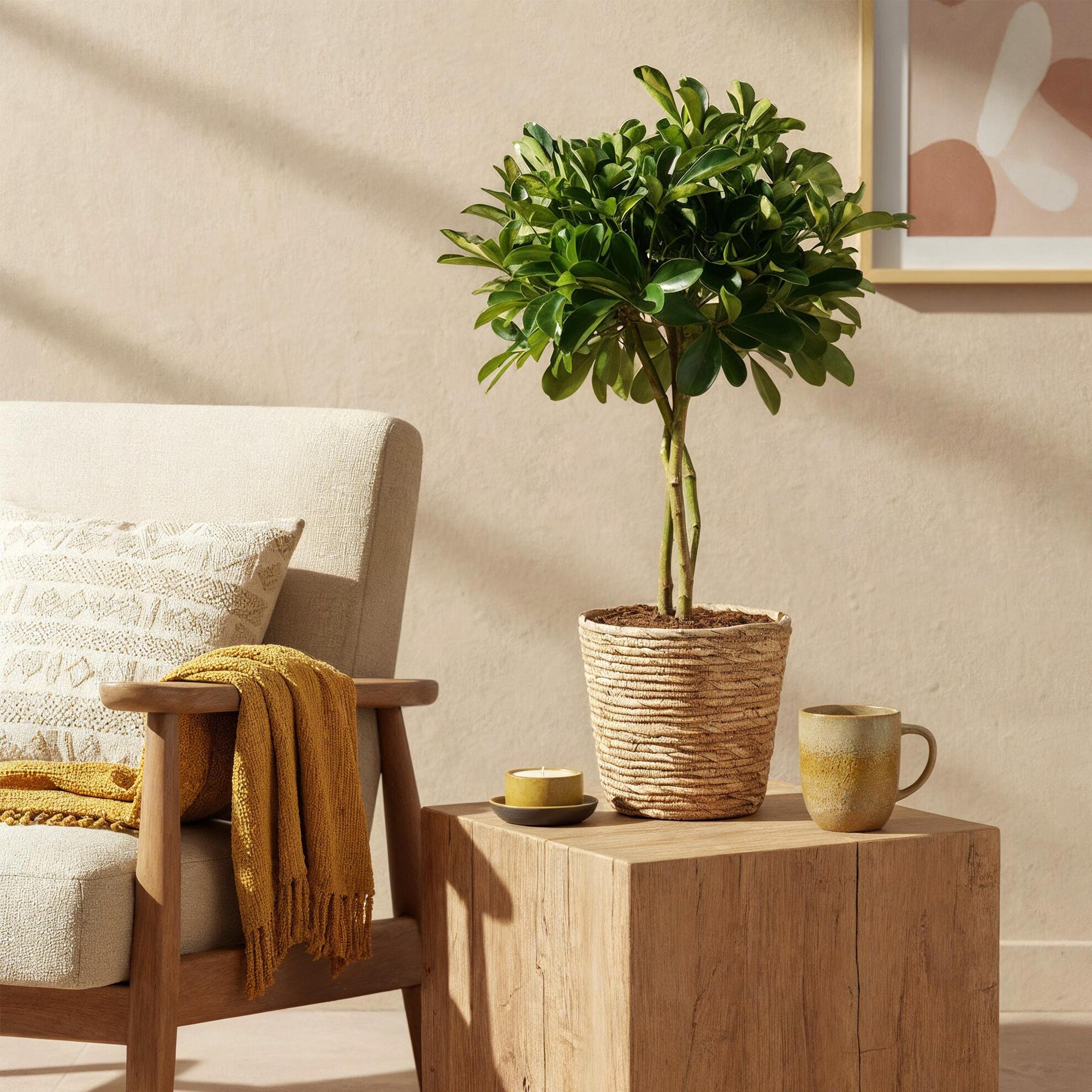 Schefflera Gold Capelle (Vingerboom) – Inclusief Mand