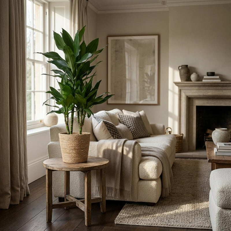 Dracaena Janet Lindt – Inclusief Zeegras Mand Naturel