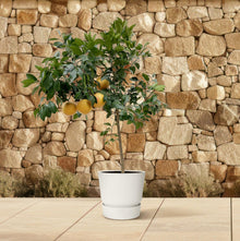 Citrus Pompelmo