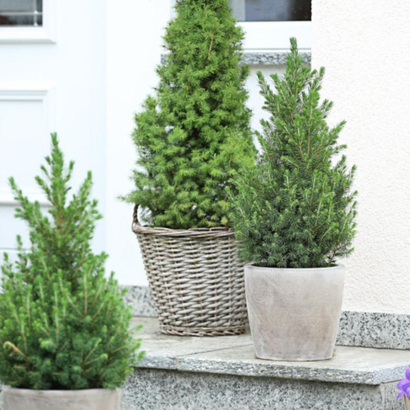 Kleine Kerstboom Picea glauca Conica