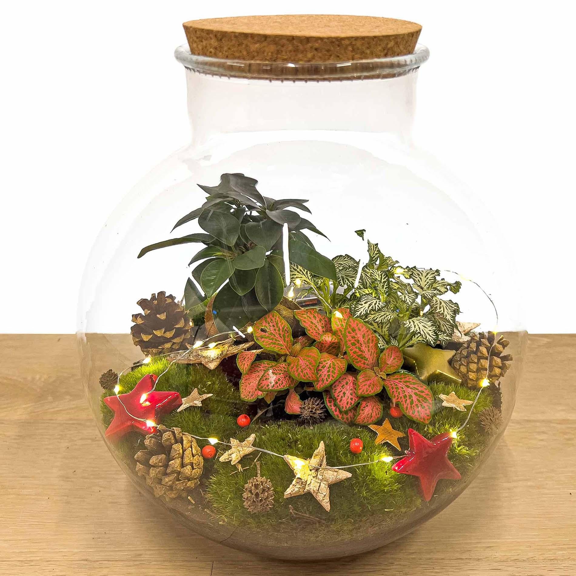Christmas Terrarium Decoration Kit
