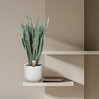Sansevieria Zeylenica