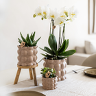 Kolibri Plantenset Cotton Zand – Witte Orchidee Ghent in Keramieken Sierpotten