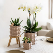 Kolibri Plantenset Cotton Zand – Witte Orchidee Ghent in Keramieken Sierpotten Everspring